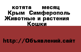 котята 1,5 месяц  - Крым, Симферополь Животные и растения » Кошки   